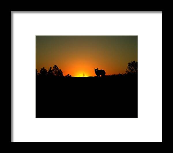 Bear Framed Print featuring the digital art Black Bear Sunset by TnBackroadsPhotos 