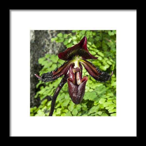 Orchidaceae Framed Print featuring the photograph Black Beauty by Stan Kwong