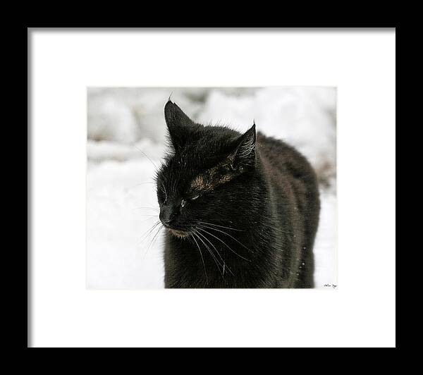 Photo Framed Print featuring the photograph Black Cat White Snow by Chriss Pagani