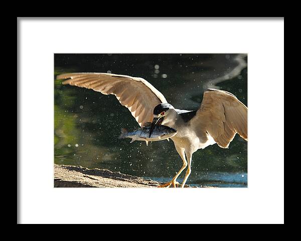 Heron Framed Print featuring the photograph Black-crowned Night Heron by Dung Ma