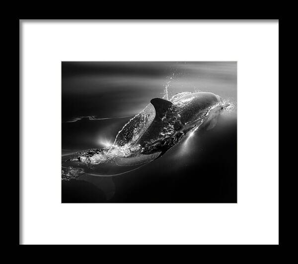 Dolphins At Play_ Common Dolphins Framed Print featuring the photograph Black Dolphin by Steve Munch