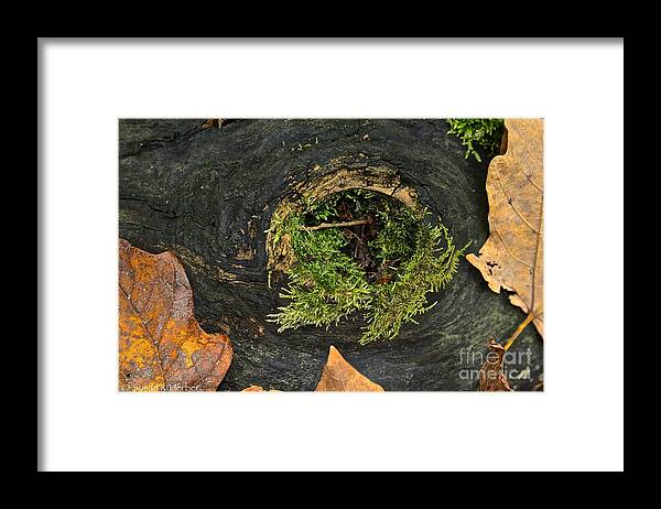 Landscape Framed Print featuring the photograph Black Hole Life by Susan Herber