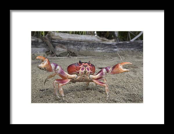 00298057 Framed Print featuring the photograph Black Land Crab Costa Rica by Piotr Naskrecki