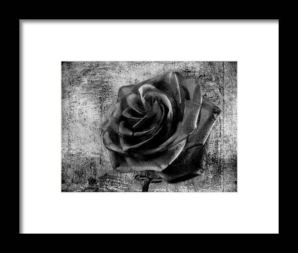 Rose Framed Print featuring the photograph Black Rose Eternal BW by David Dehner