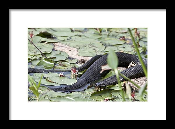 Water Lily Framed Print featuring the photograph Snake in the Lillies by Jeannette Hunt