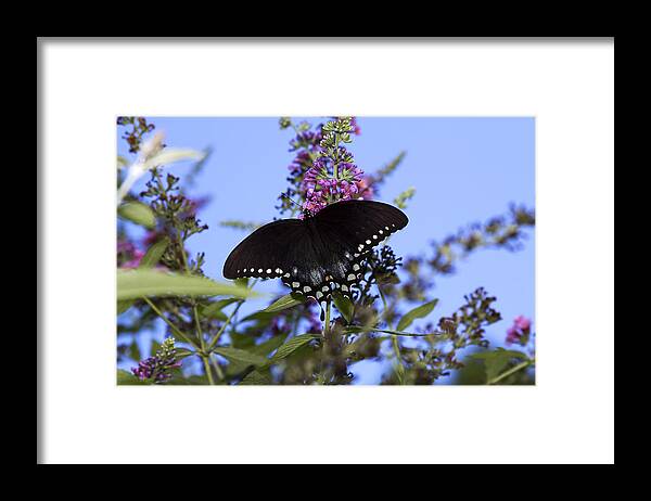 Black Framed Print featuring the photograph Black Swallowtail Butterfly by Trudy Wilkerson