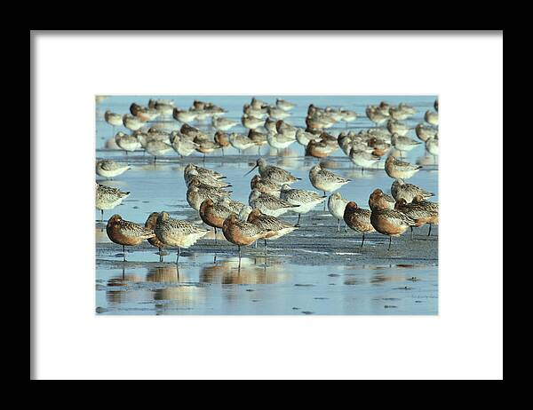 Fn Framed Print featuring the photograph Black-tailed Godwit Limosa Limosa Flock by Flip De Nooyer