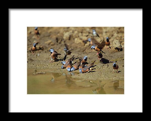 Finch Framed Print featuring the photograph Black-throated Finches At Waterhole by Bruce J Robinson