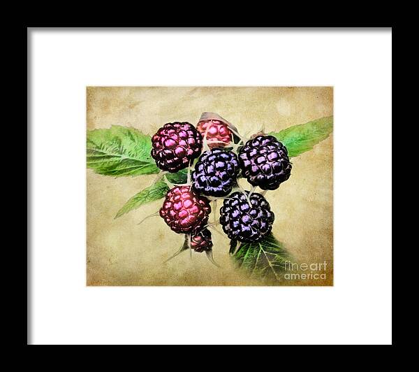 Blackberries Framed Print featuring the photograph Blackberries Portrait by Susan Isakson