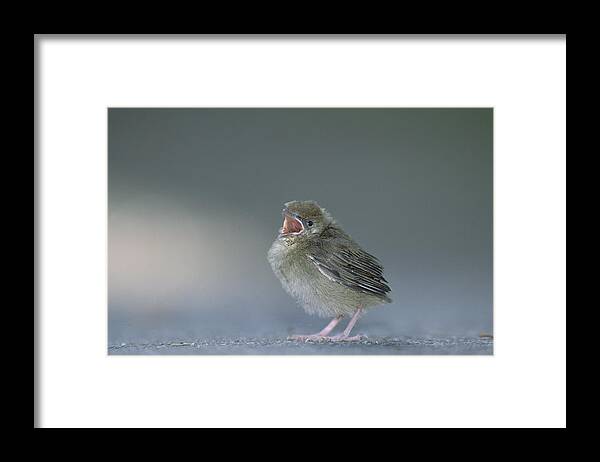 Mp Framed Print featuring the photograph Blackcap Sylvia Atricapilla Chick by Konrad Wothe