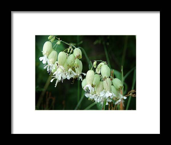 Bladder Campion Framed Print featuring the mixed media Bladder Campian and Ant by Bruce Ritchie