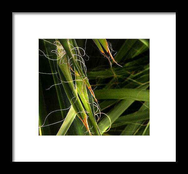 Grass Framed Print featuring the photograph Blades Of Grass by Marilyn Marchant
