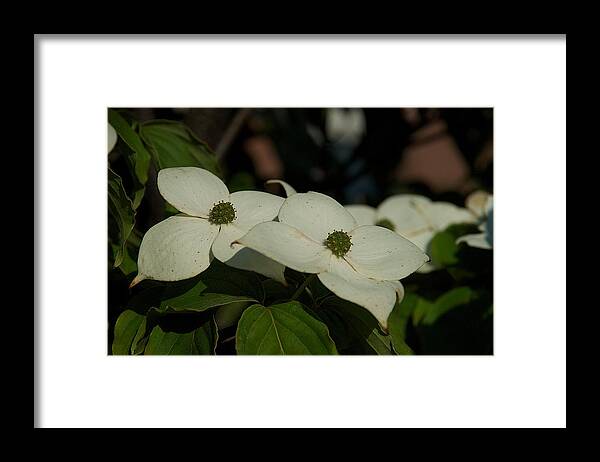 Flower Framed Print featuring the photograph Blanket by Joseph Yarbrough