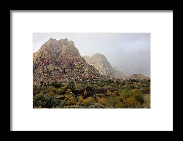 Burro's Framed Print featuring the photograph Blending in by Tammy Espino