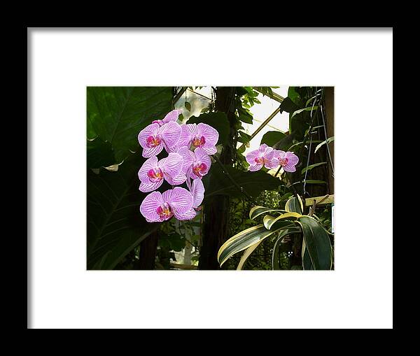 Flowers Framed Print featuring the photograph Bliss by Sheila Silverstein
