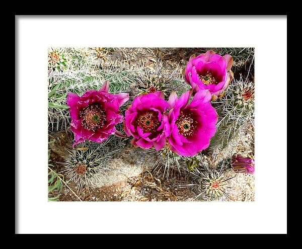 Cactus Framed Print featuring the photograph Blooming Cactus by Jo Sheehan