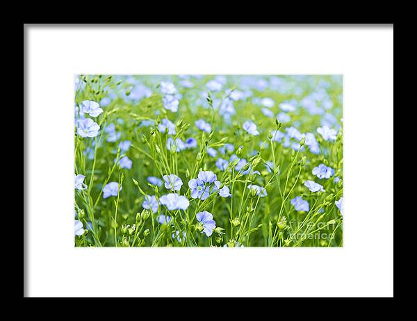 Flax Framed Print featuring the photograph Blooming flax by Elena Elisseeva