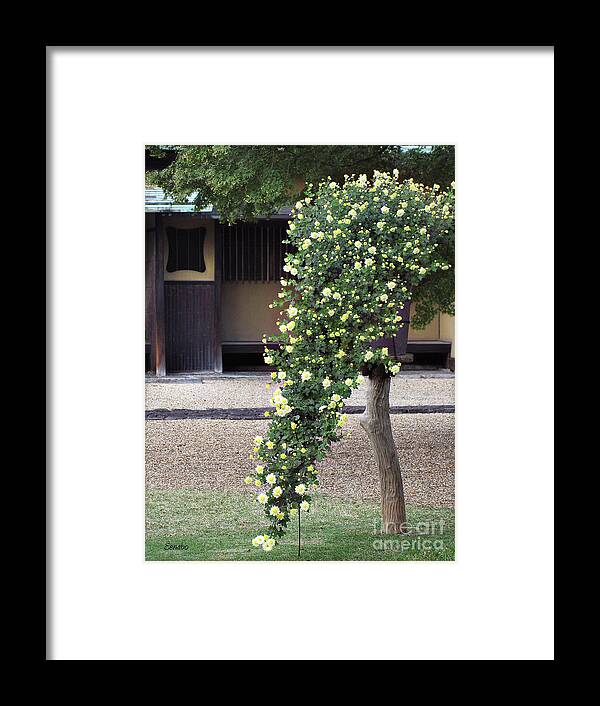 Bloom Framed Print featuring the photograph Blooming by Eena Bo