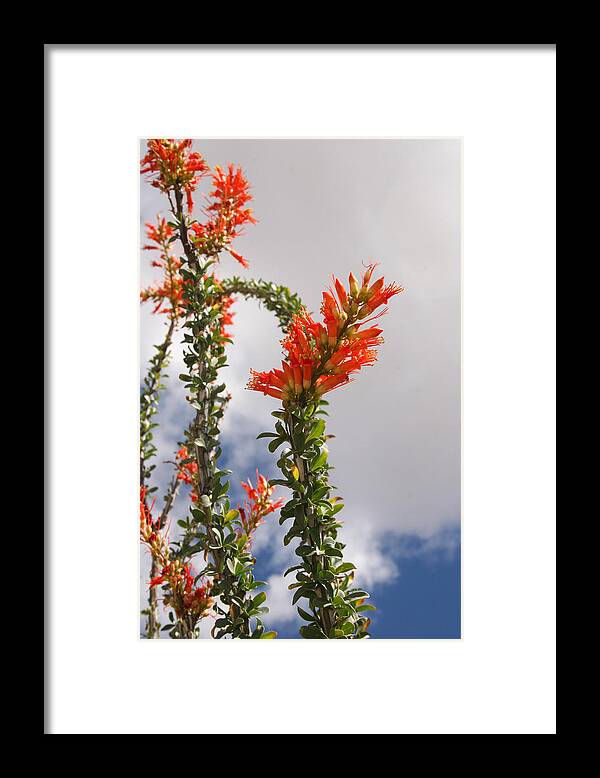 Cactus Framed Print featuring the photograph Blooming Ocotillo by Dina Calvarese