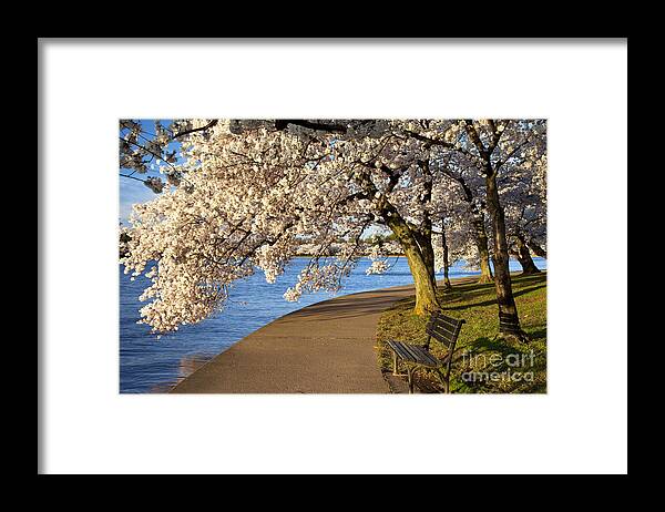 Cherry Blossom Framed Print featuring the photograph Blossoming Cherry Trees by Brian Jannsen