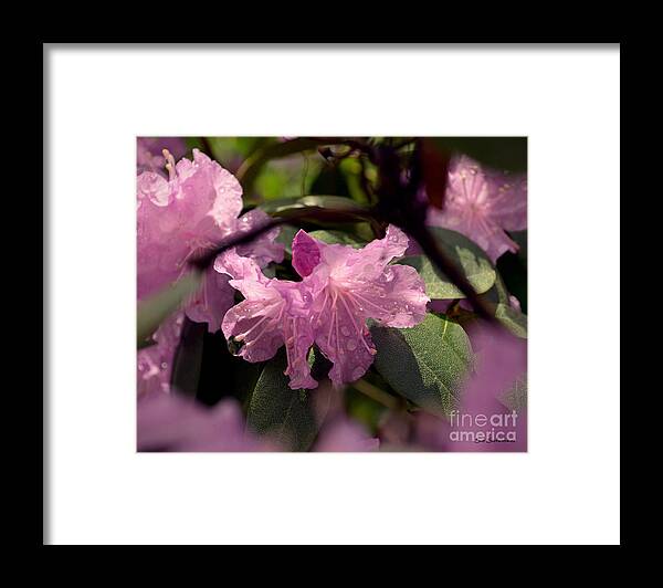 Color Photography Framed Print featuring the photograph Blossoming View by Sue Stefanowicz