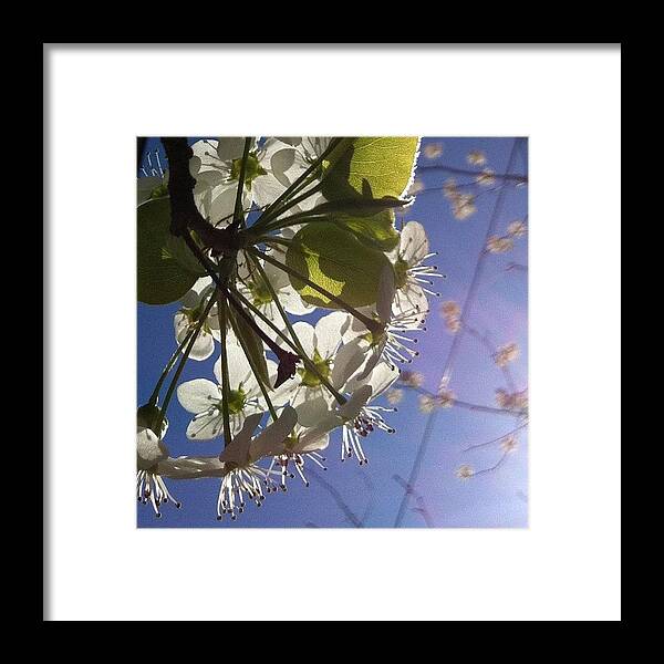 Tree Framed Print featuring the photograph Blossoms In Bloom by Katie Cupcakes