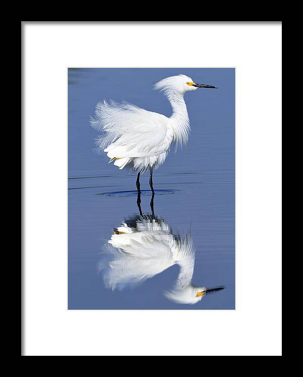 Snowy Framed Print featuring the photograph Blowing in the wind by Bill Dodsworth