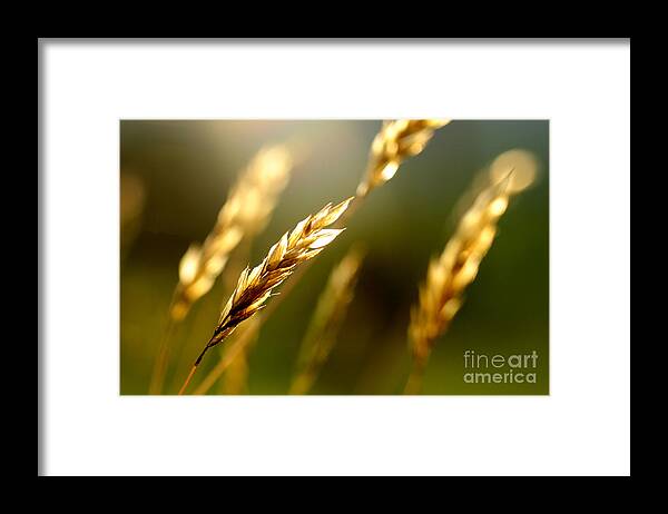 Grass Seed Head Framed Print featuring the photograph Blowing in the Wind by Thomas R Fletcher