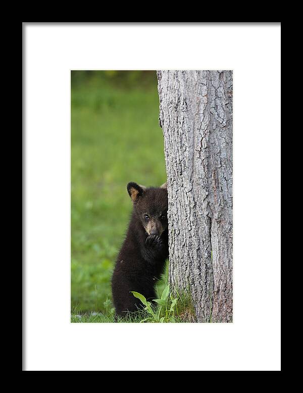 Wildlife Framed Print featuring the photograph Blowing Me a Kiss by Duane Cross