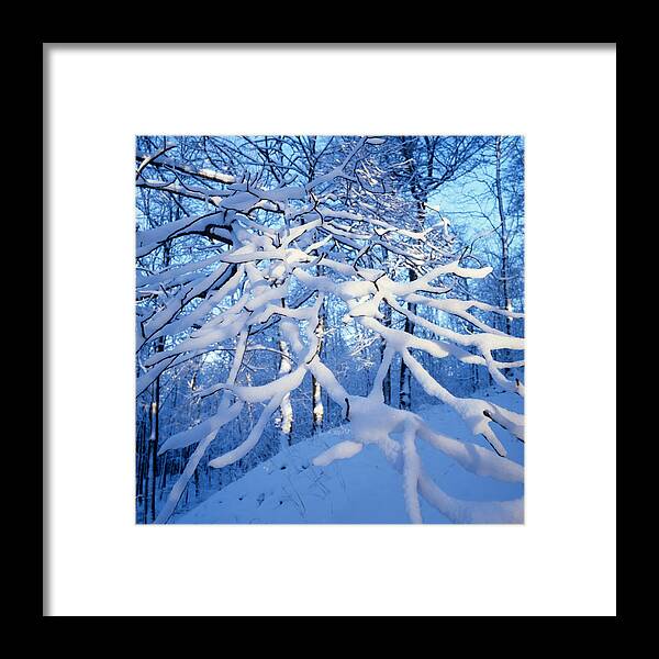 Winter Framed Print featuring the photograph Blue and white forest - available for licensing by Ulrich Kunst And Bettina Scheidulin