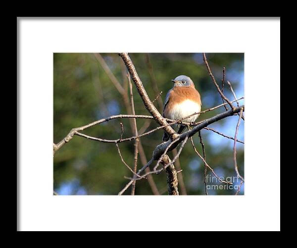 Bird Framed Print featuring the photograph Blue Bird by Living Color Photography Lorraine Lynch