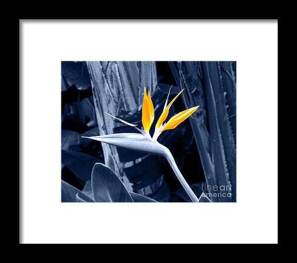 Blue Framed Print featuring the photograph Blue Bird of Paradise by Rebecca Margraf