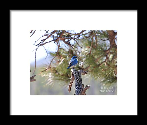 Birds Framed Print featuring the photograph Blue Boy by Dorrene BrownButterfield