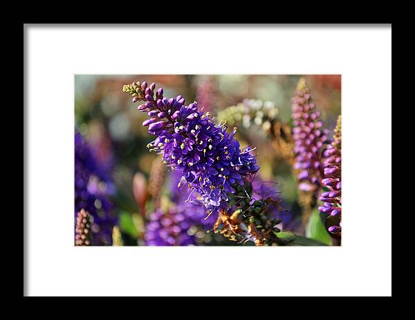 Spring Framed Print featuring the photograph Blue Brush Bloom by Tikvah's Hope