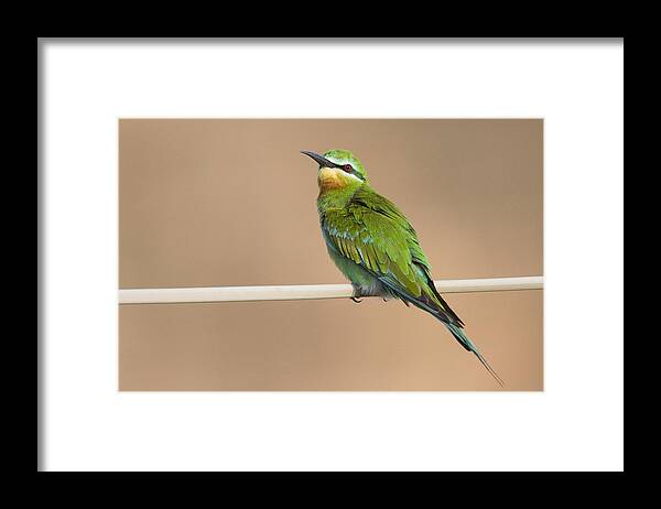 00481394 Framed Print featuring the photograph Blue Cheeked Bee Eater Hawf Protected by Sebastian Kennerknecht