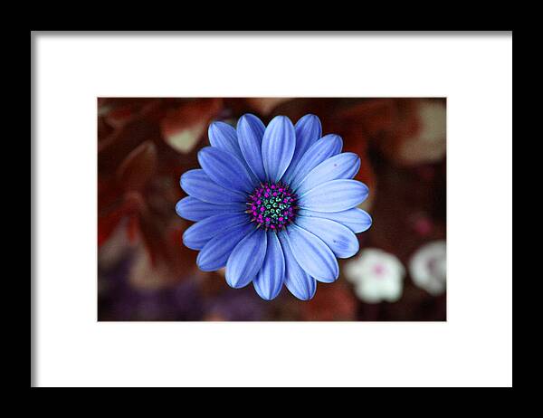 Bloom Framed Print featuring the photograph Blue Daisy by Patricia Haynes
