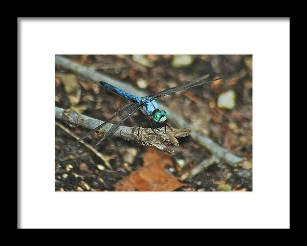 Arthropod Framed Print featuring the photograph Blue Dasher 8658 3287 by Michael Peychich