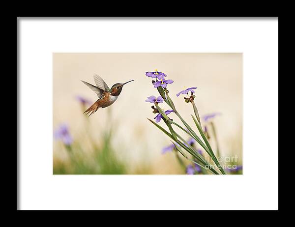 Rufous Hummingbird Framed Print featuring the photograph Blue-eyed Grass Wildflowers and Rufous Hummingbird by Susan Gary
