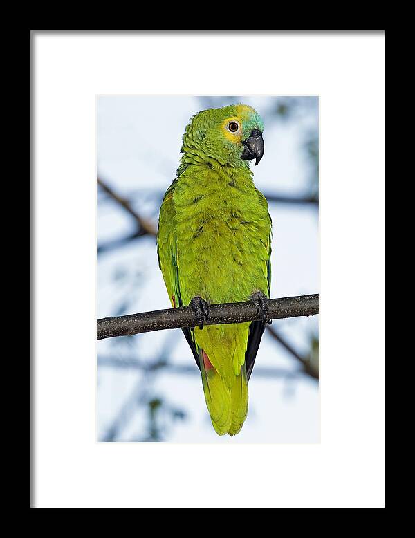 Blue-fronted Amazon Framed Print featuring the photograph Blue-fronted Parrot by Tony Camacho