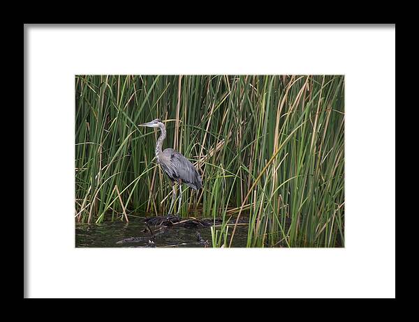 Blue Heron Framed Print featuring the photograph Blue Heron in water by Jayne Kerr 