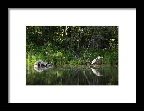 White Mountain Framed Print featuring the photograph Blue Heron Long Pond WMNF by Benjamin Dahl