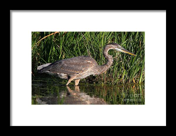Heron Framed Print featuring the photograph Blue Heron by Steve Javorsky