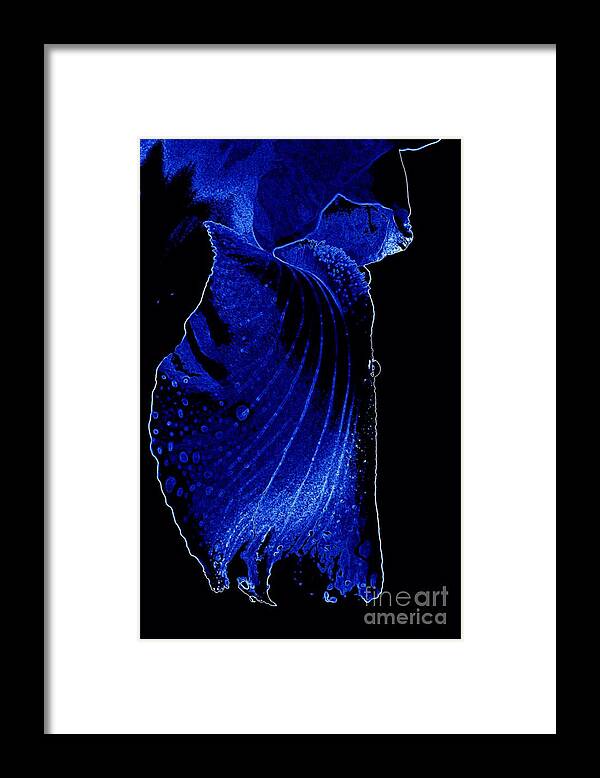 Flower Framed Print featuring the photograph Blue Iris by Sylvie Leandre