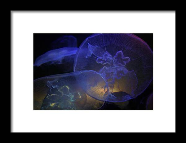 Jelly Fish Framed Print featuring the photograph Blue Jelly Dream by Jennifer Bright Burr
