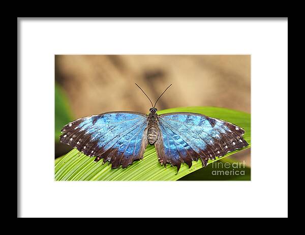 Butterfly Framed Print featuring the photograph Blue Morpho Butterfly by Michal Boubin