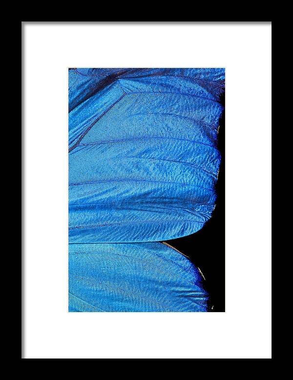 Blue Framed Print featuring the photograph Blue Morpho Butterfly Wing by Paul D Stewart