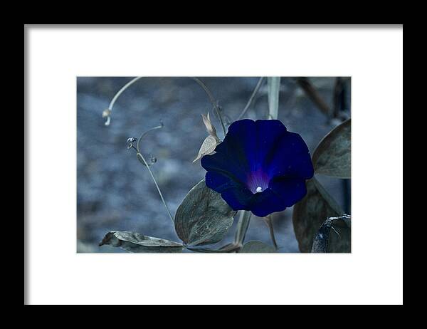 Petunia Framed Print featuring the photograph Blue Petunia 2 by Douglas Barnett