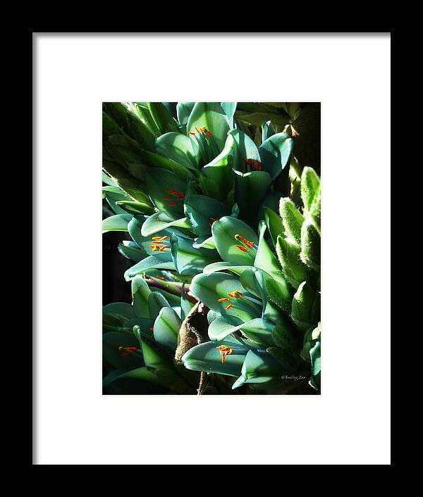 Puya Framed Print featuring the photograph Blue Puya by Xueling Zou