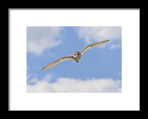 Landscape Framed Print featuring the photograph Blue sky barn owl by John T Humphrey