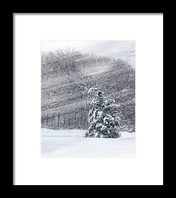 Holiday Framed Print featuring the photograph Blue Spruce by Robin-Lee Vieira